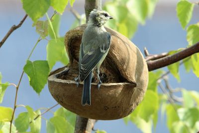 Close-up of bird perching on branch