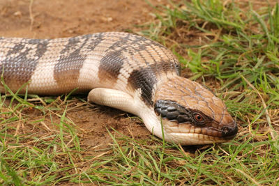 Close-up of turtle on ground