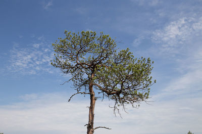 Low angle view of flowering tree against blue sky