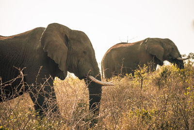 Elephants on field against sky