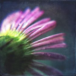 Close-up of flowers