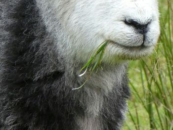 Close-up of sheep eating grass