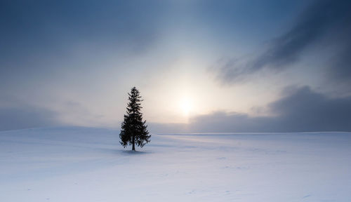 Pine trees on snow covered field against sky