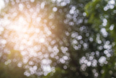 Defocused image of tree