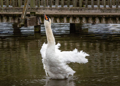 Swan swimming in lake