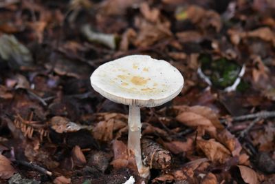 Close-up of mushroom in forest during autumn