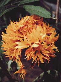Close-up of flowers blooming outdoors