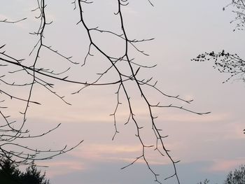 Low angle view of silhouette tree against sky at sunset