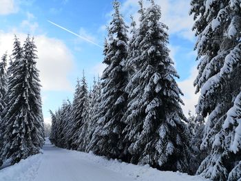 Snow covered land amidst trees against sky