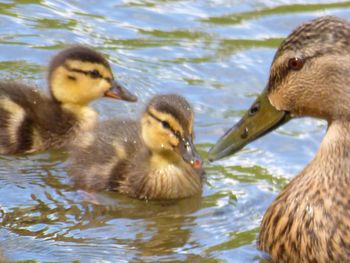 Duck swimming in lake