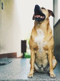Dog looking away while sitting outdoors