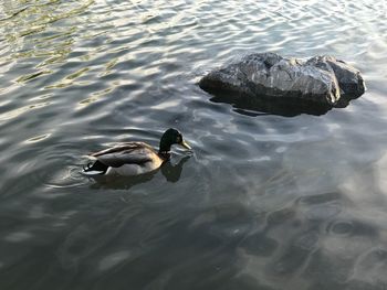 Swan swimming in lake