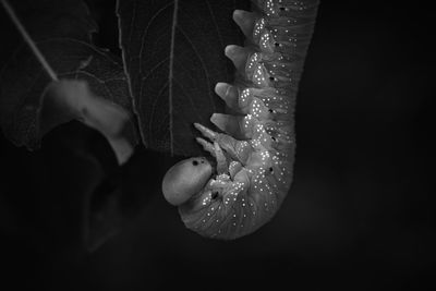 Close-up of water droplets on black background