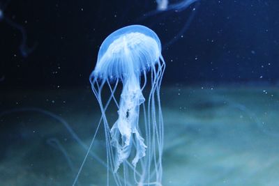 View of jellyfish underwater