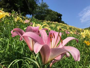 Close-up of pink flowering plants on field