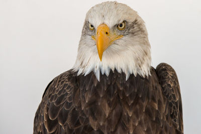 Close-up of eagle against white background