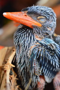 Close-up of peacock