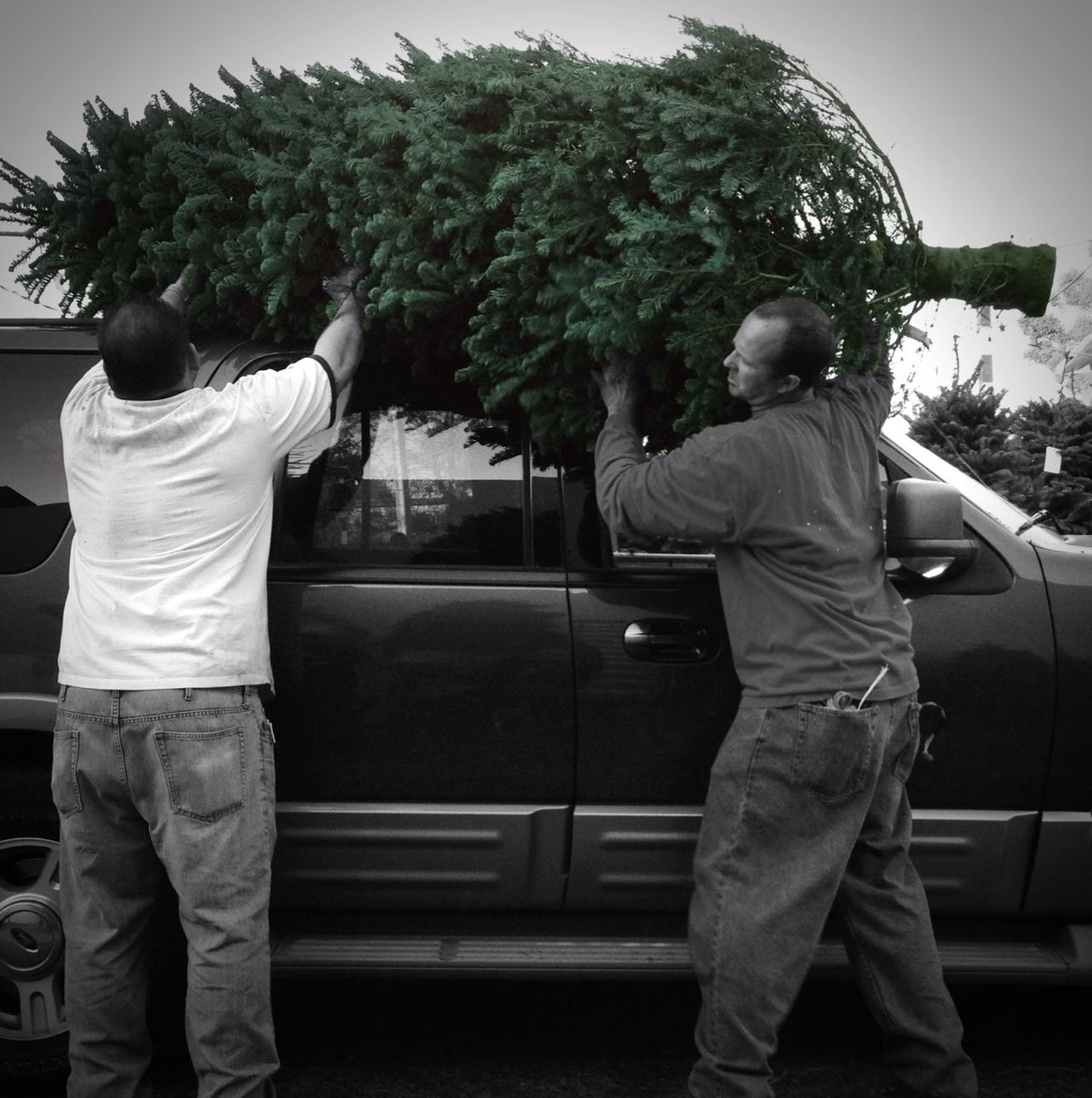 Delancey Street Christmas Trees