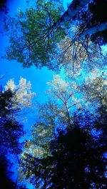 Low angle view of trees against blue sky