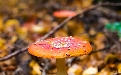 Close-up of mushroom growing on field