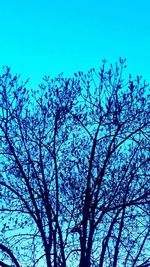 Low angle view of bare trees against clear blue sky