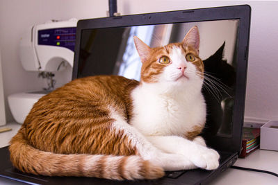 Striped red cat with white snout and white paws lies on the laptop and looks up.