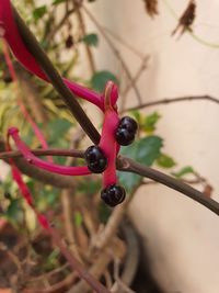 High angle view of crab on plant