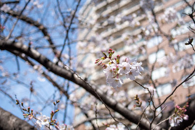 Low angle view of cherry blossoms in spring