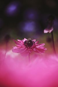 Close-up of insect on flower