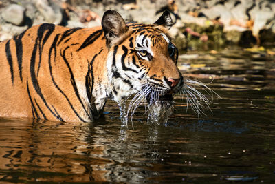 Close-up of tiger drinking water