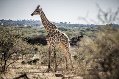 View of giraffe on field