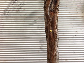 Close-up of wooden door