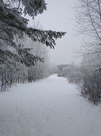 Snow covered land and trees during winter