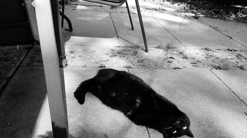 High angle view of horse on street