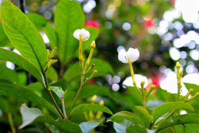 Close-up of white flowering plant