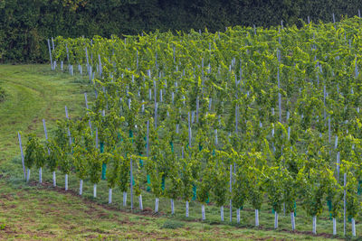 View of vineyard against trees