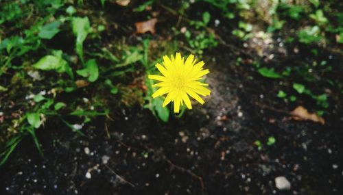 Close-up of yellow flowering plant on field