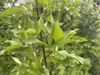 plant