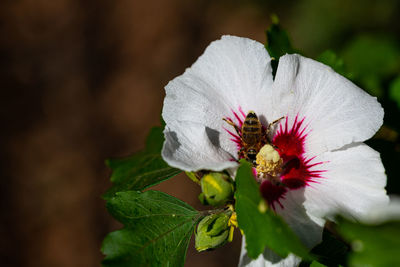 Close-up of white rose flower