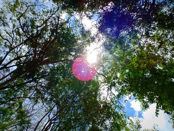 Low angle view of tree against sky on sunny day