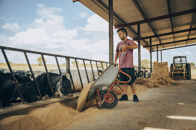 Young farmer feeding fodder to calves with wheelbarrow