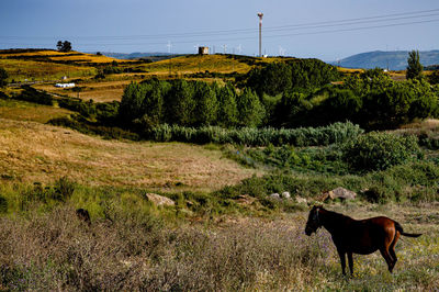 Horses in a field