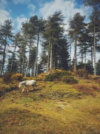 Dog in forest against sky