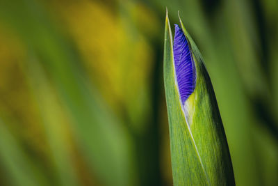 Close-up of feather on plant