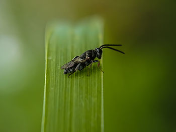 Close-up of insect on leaf