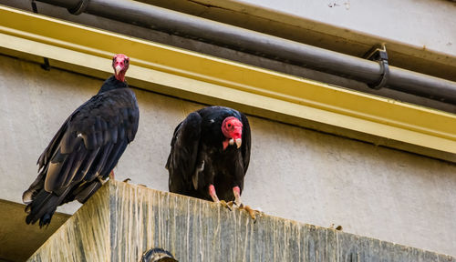 Birds perching on railing