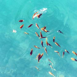 High angle view of fishes swimming in pool