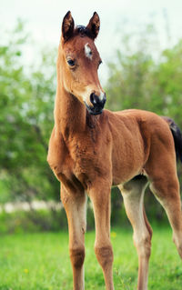 Close-up of horse standing on field against sky