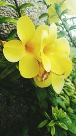 Close-up of yellow flowering plant in park