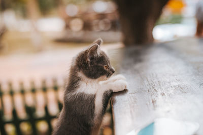 Close-up of a cat looking away